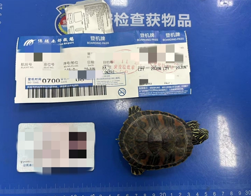 綿陽機場查獲一起藏匿活體動物違規(guī)事件